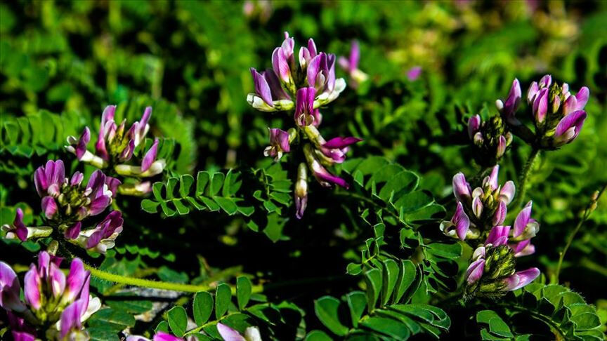 Tıpkı insanlar gibi tepki veriyor! Bilim dünyası şaşkın: Çığlık atıp yardım dahi istiyorlar... - 1. Resim