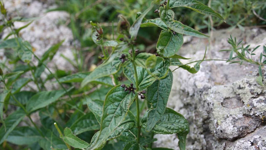 Tıpkı insanlar gibi tepki veriyor! Bilim dünyası şaşkın: Çığlık atıp yardım dahi istiyorlar... - 2. Resim