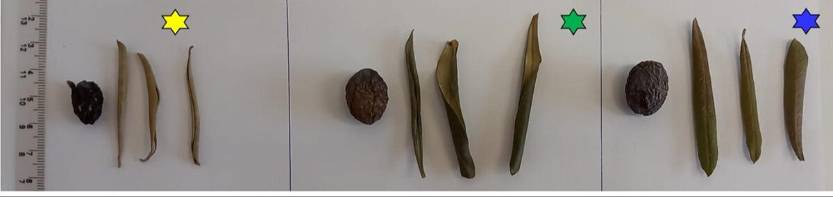 Zeytin değil zehir! Başka ürünler de tehlikede... Uzmanlar korkunç sonuçla karşılaştı, araştırma derinleştirilecek - 4. Resim