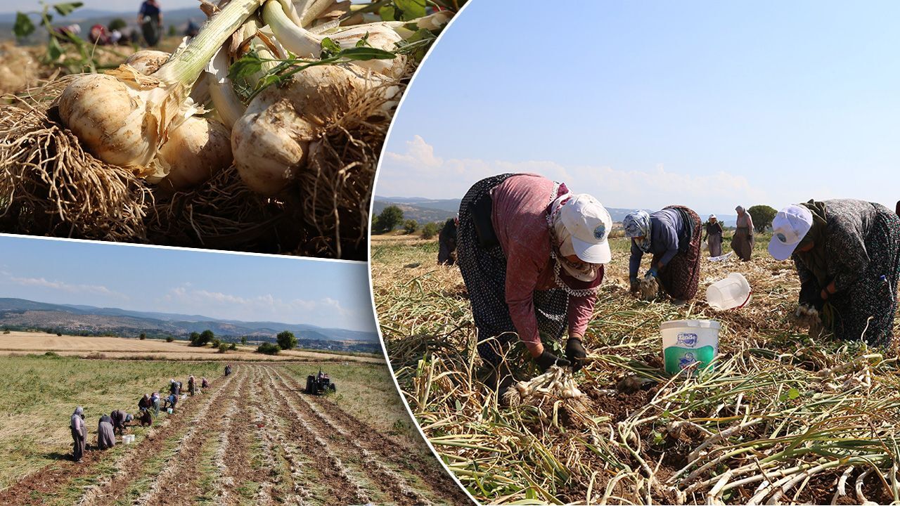 1200 lira yevmiye için buna katlanıyorlar! Yemeklerin olmazsa olmazı, tescilli lezzet hasat ediliyor - Ekonomi