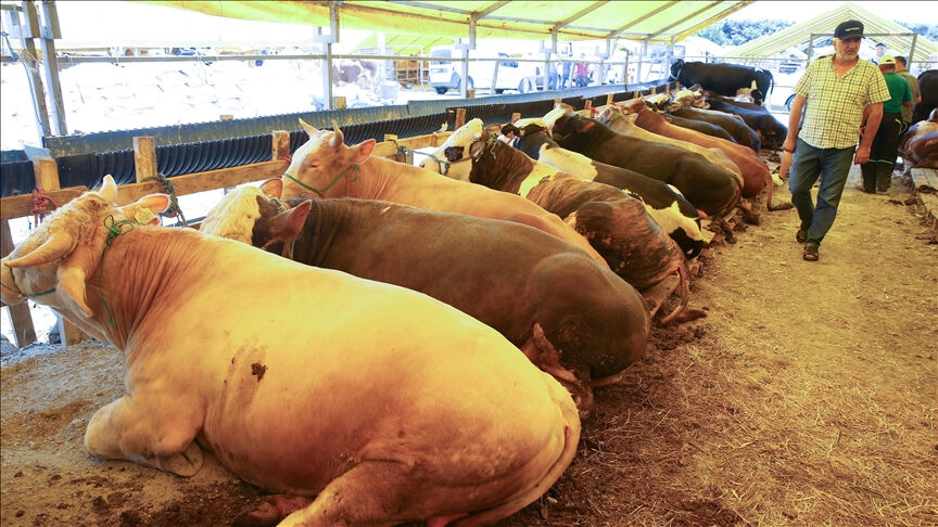 Hayvan pazarları ne zaman açılacak? Bakanlık aşılama sürecinin devam ettiğini duyurdu! - 2. Resim