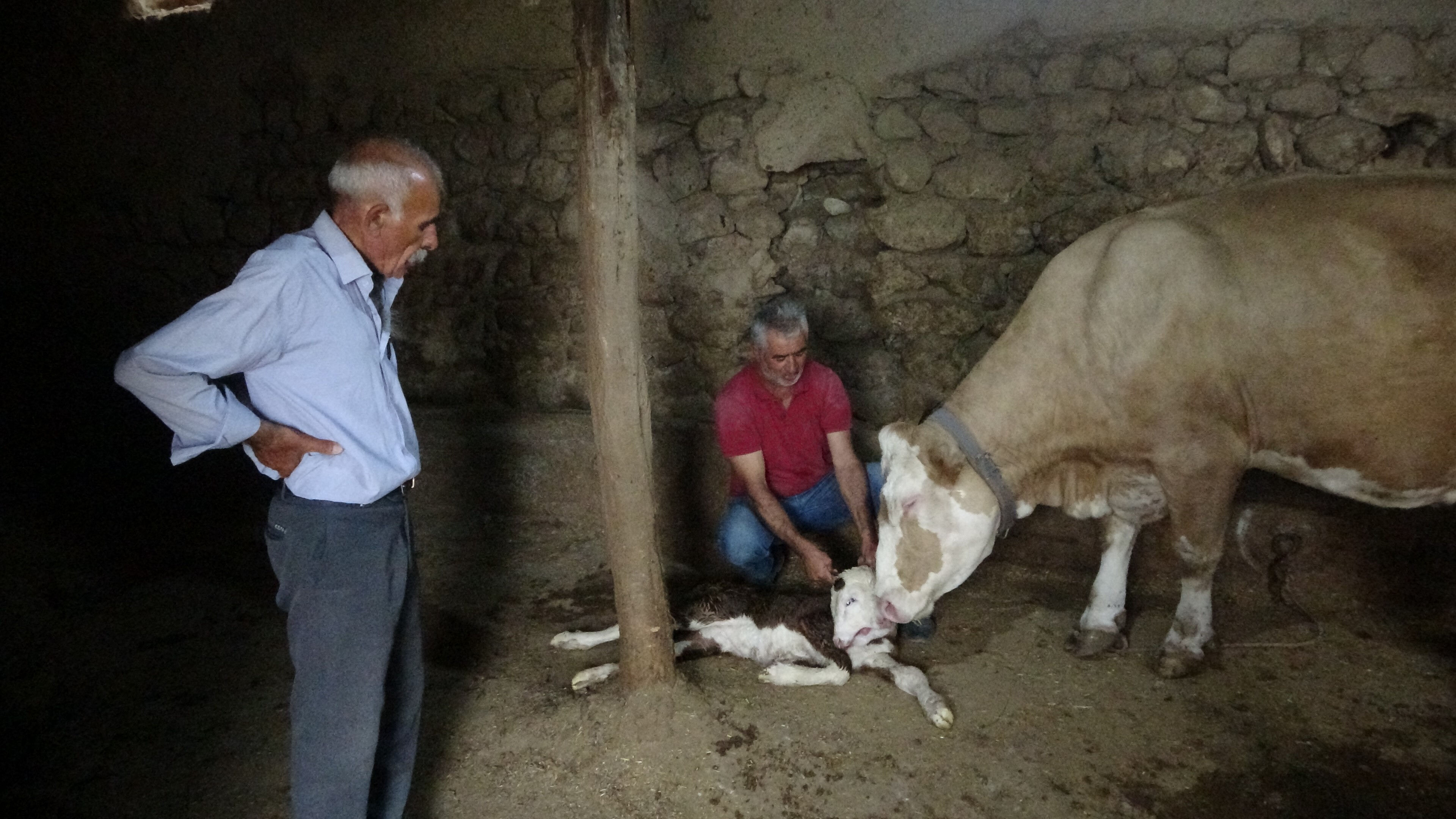Milyonda bir ihtimal gerçekleşti! Görenler şoke oldu: Yetkililerle irtibata geçtiler - 3. Resim