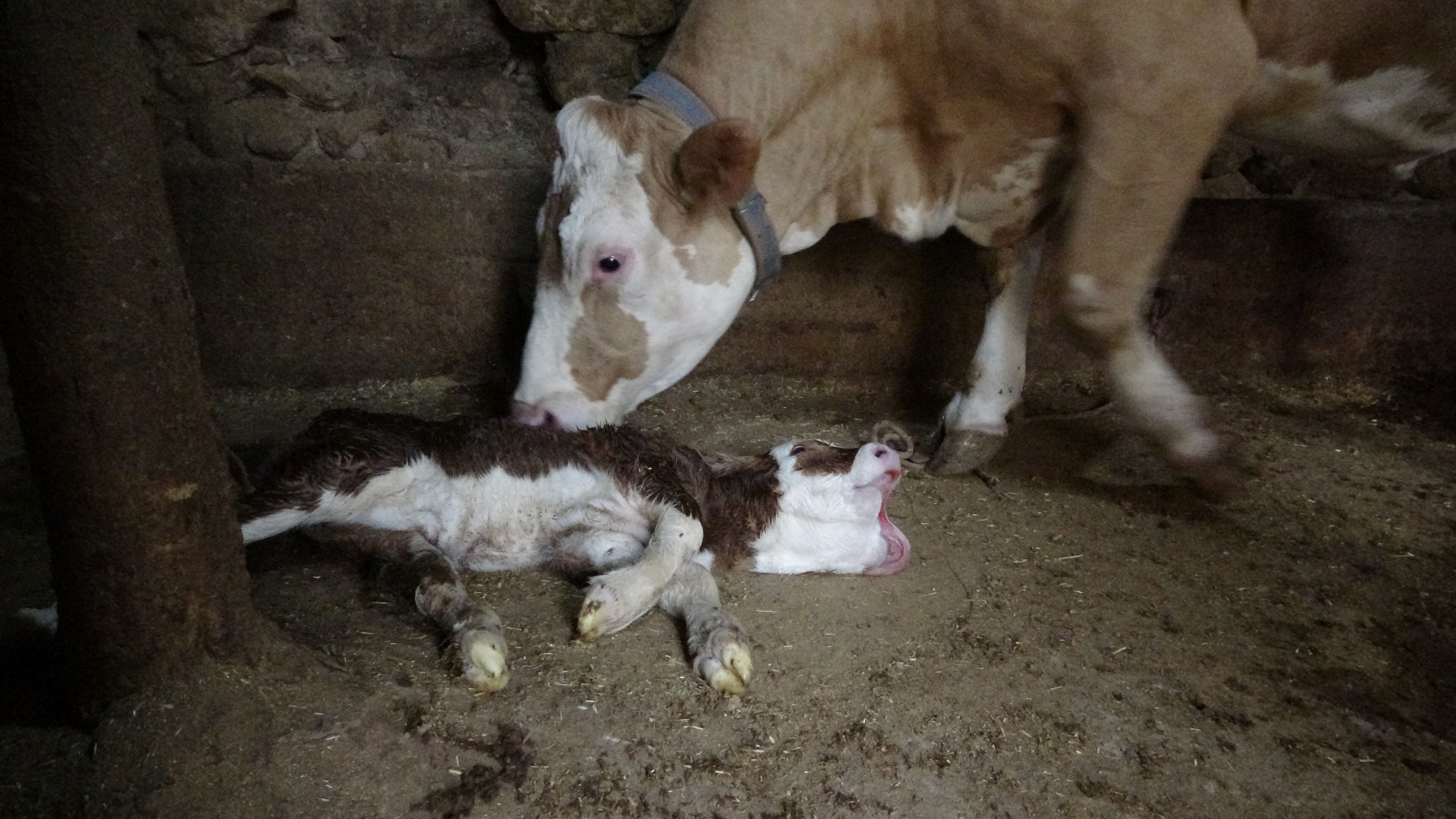 Milyonda bir ihtimal gerçekleşti! Görenler şoke oldu: Yetkililerle irtibata geçtiler - 1. Resim