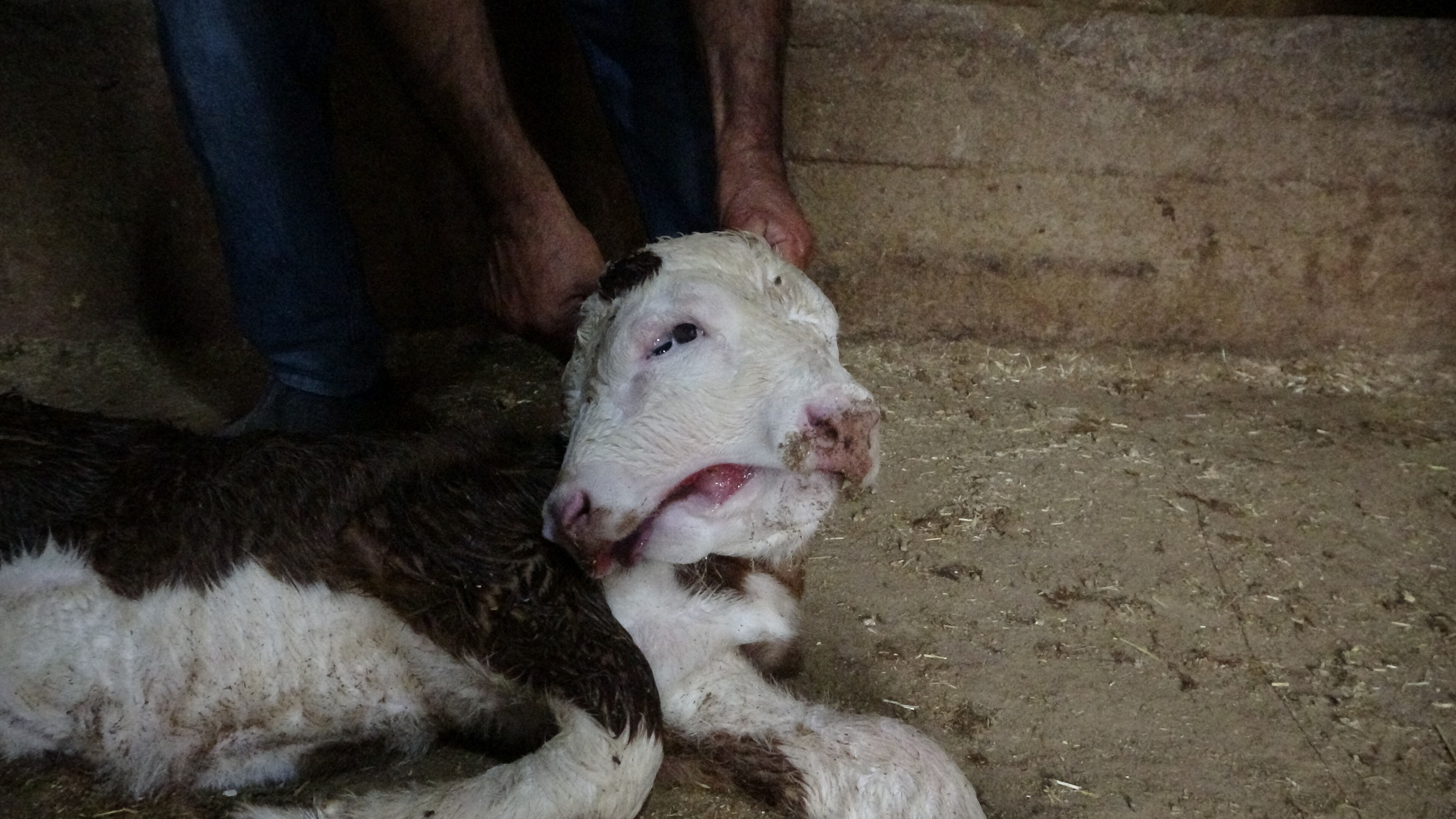 Milyonda bir ihtimal gerçekleşti! Görenler şoke oldu: Yetkililerle irtibata geçtiler - 2. Resim
