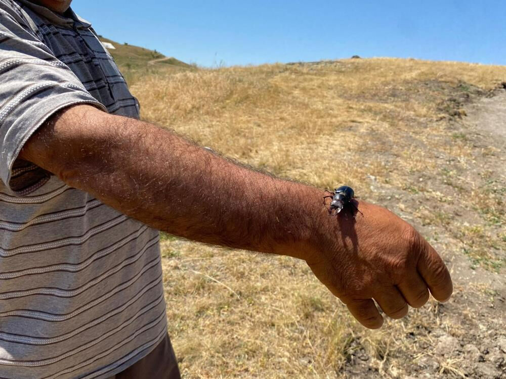 Nesli tükenme tehlikesi altında: Öldürmenin cezası 557 bin TL! 