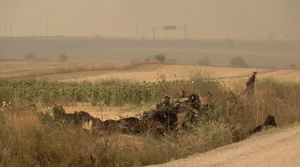 Şarköy'deki orman yangını Çanakkale'ye sıçradı! Hayvanlar tarlalarda bekletiliyor - 1. Resim