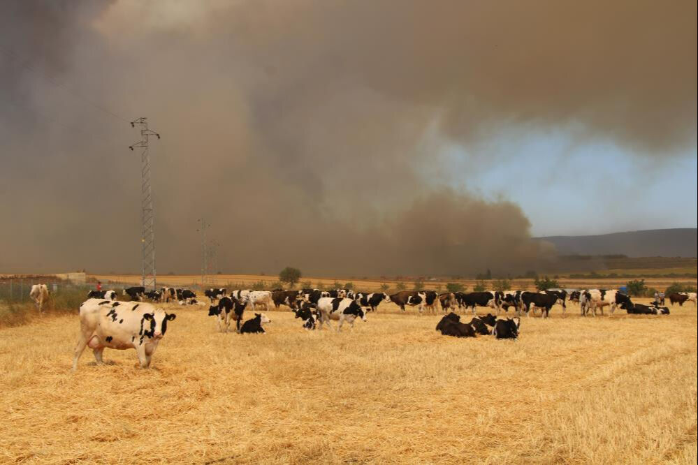 Şarköy'deki orman yangını Çanakkale'ye sıçradı! Hayvanlar tarlalarda bekletiliyor - 2. Resim