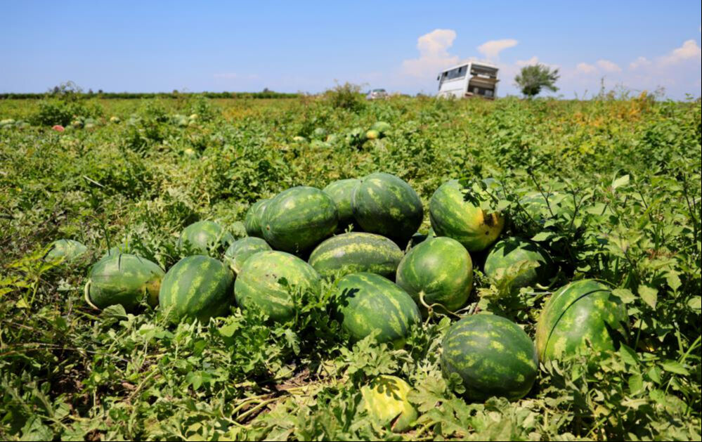 Sosyal medya günlerdir bunu tartışıyor: Türkiye'nin en iyi karpuzu nerede yetişir? Peş peşe açıklamalar - 4. Resim