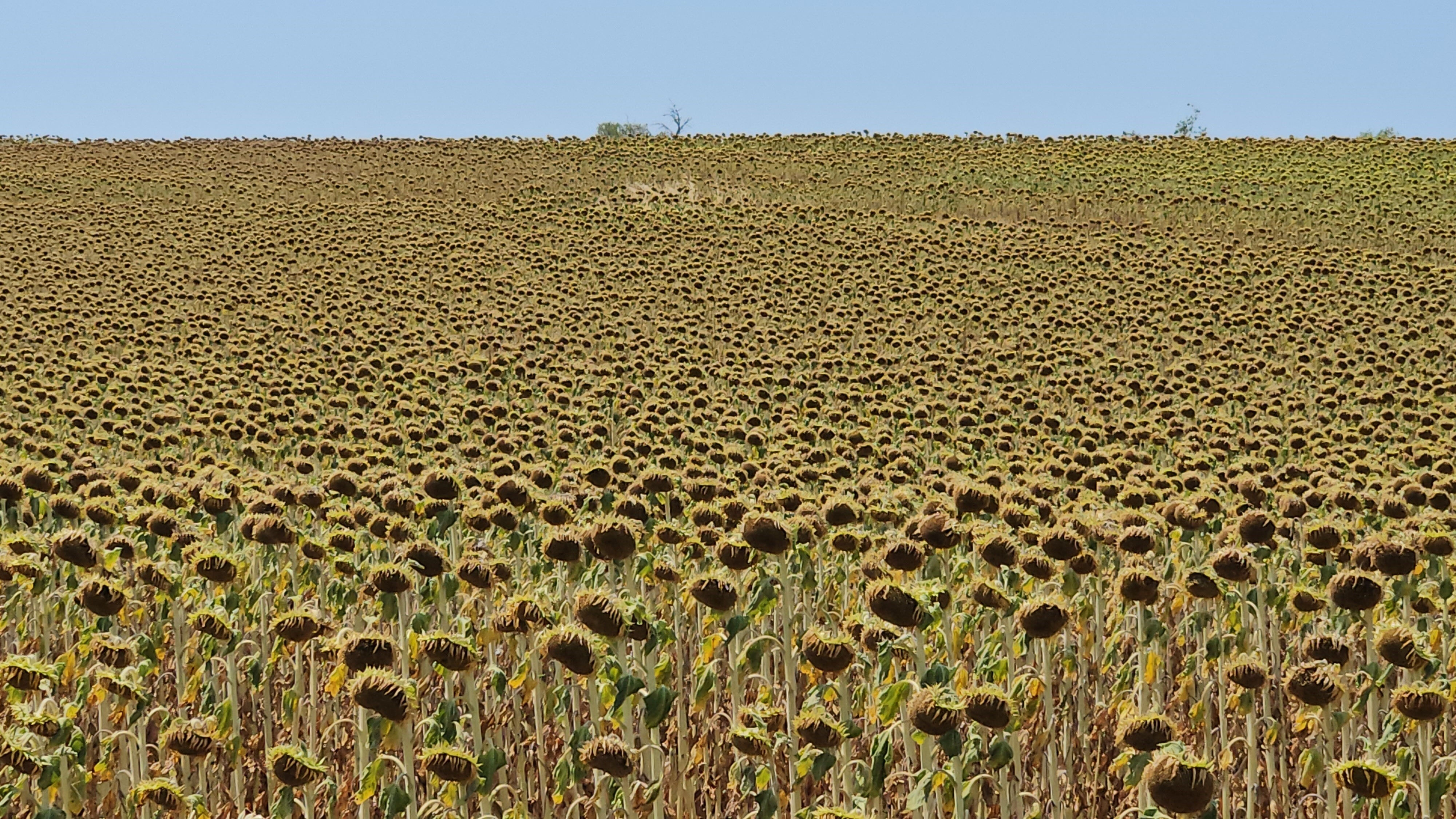 Yağış olmadı, çiftçi umutsuz! Kuraklık hasat zamanını buldu, verim deposunda yüzler düştü - 2. Resim