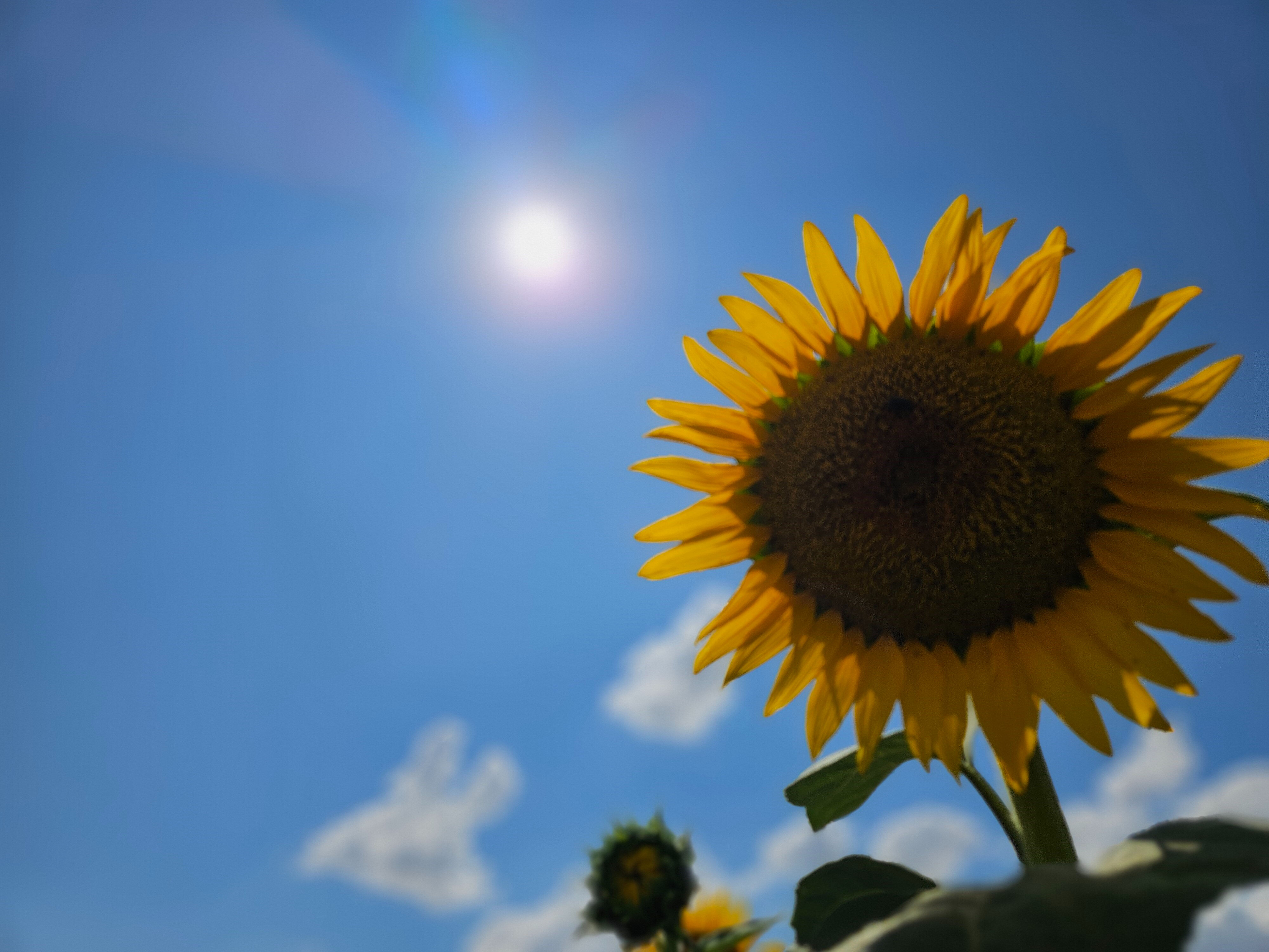 Yağış olmadı, çiftçi umutsuz! Kuraklık hasat zamanını buldu, verim deposunda yüzler düştü - 1. Resim