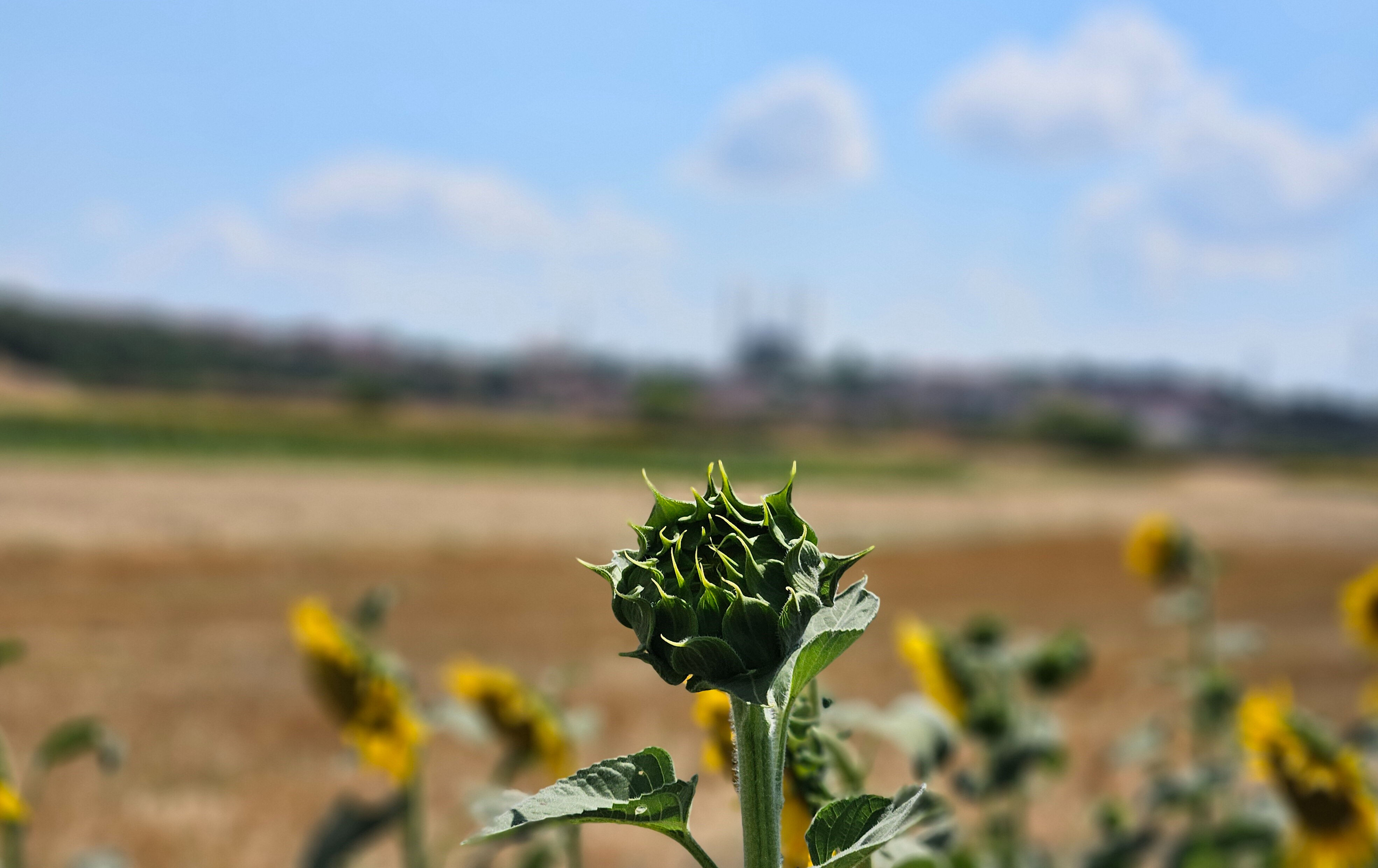 Yağış olmadı, çiftçi umutsuz! Kuraklık hasat zamanını buldu, verim deposunda yüzler düştü - 3. Resim