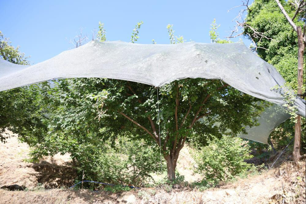 Yarım asrın en kıt yılı! Fiyatlar yüzde 20 arttı: Tek tek toplayıp, gram gram satıyorlar - 2. Resim