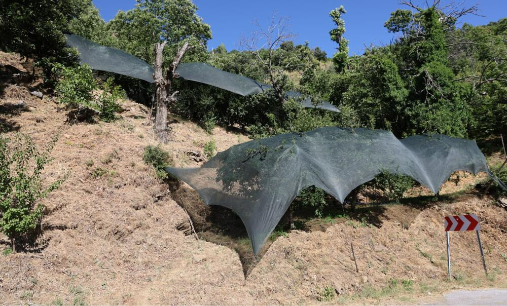 Yarım asrın en kıt yılı! Fiyatlar yüzde 20 arttı: Tek tek toplayıp, gram gram satıyorlar - 3. Resim