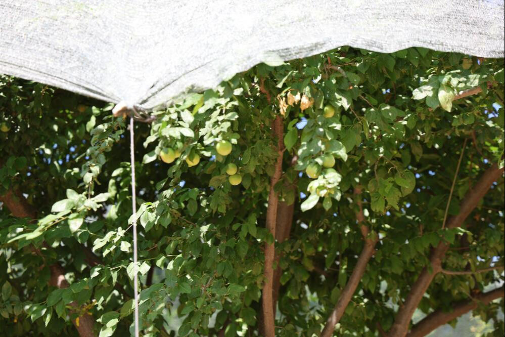 Yarım asrın en kıt yılı! Fiyatlar yüzde 20 arttı: Tek tek toplayıp, gram gram satıyorlar - 1. Resim