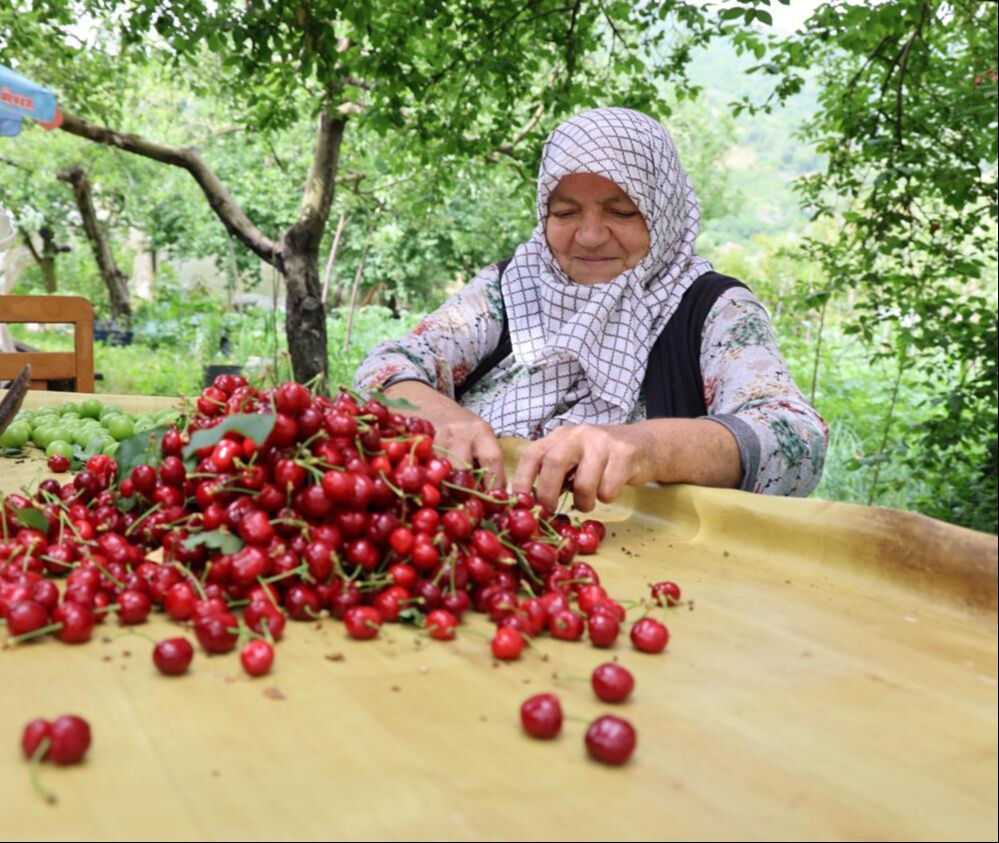Aydın ve İzmir’de zirai don kiraz üretimini vurdu