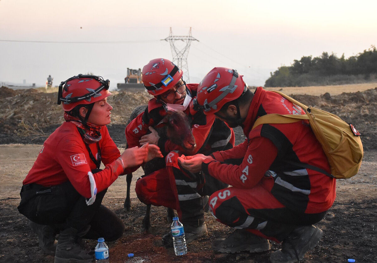 Başında nöbet tutup sarıldılar! Alevlerin arasından kurtarılan koyun yürek burktu - 2. Resim