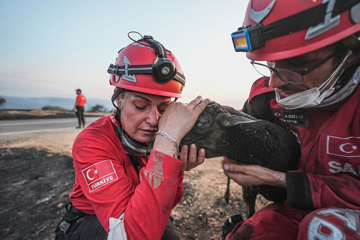 Başında nöbet tutup sarıldılar! Alevlerin arasından kurtarılan koyun yürek burktu - 7. Resim