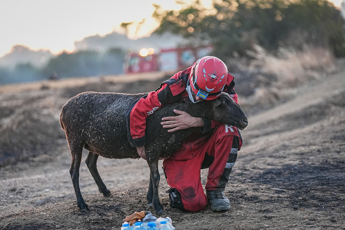 Başında nöbet tutup sarıldılar! Alevlerin arasından kurtarılan koyun yürek burktu - 3. Resim