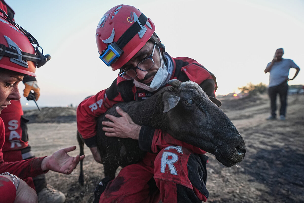 Başında nöbet tutup sarıldılar! Alevlerin arasından kurtarılan koyun yürek burktu - 5. Resim