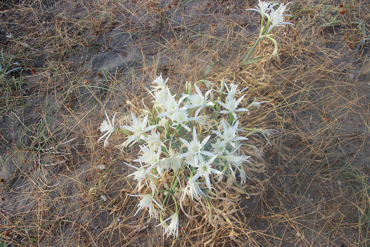Koparsalar 387 bin lira ceza ödeyeceklerdi! Kum zambakları bütün sahile yayıldı - 4. Resim