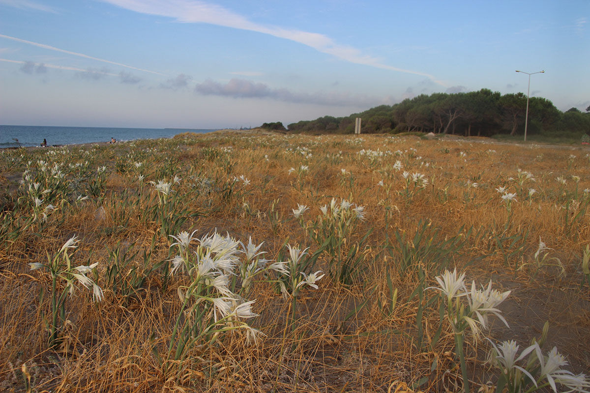 Koparsalar 387 bin lira ceza ödeyeceklerdi! Kum zambakları bütün sahile yayıldı - 2. Resim