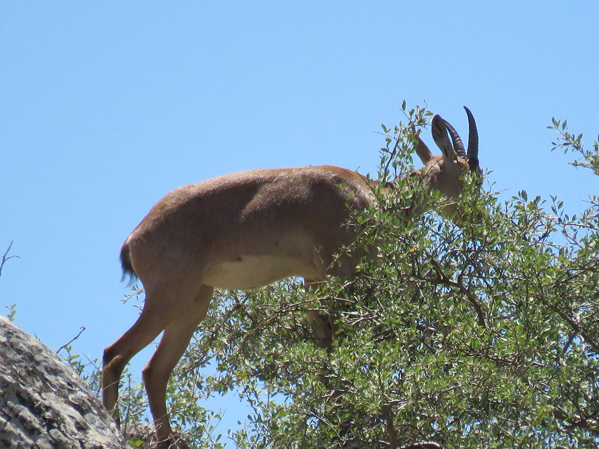 Sürü halinde geldiler, yetkililer 'Yaklaşmayın, sessiz kalın' diye uyardı - 2. Resim
