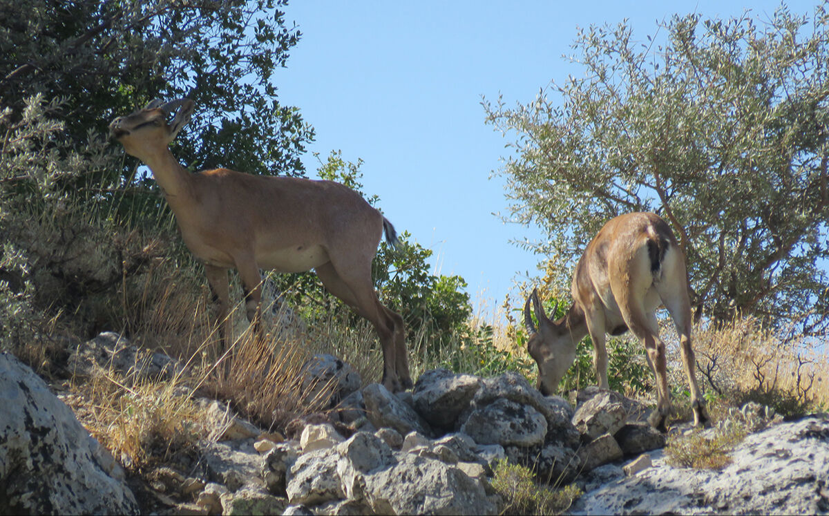 Sürü halinde geldiler, yetkililer 'Yaklaşmayın, sessiz kalın' diye uyardı - 1. Resim
