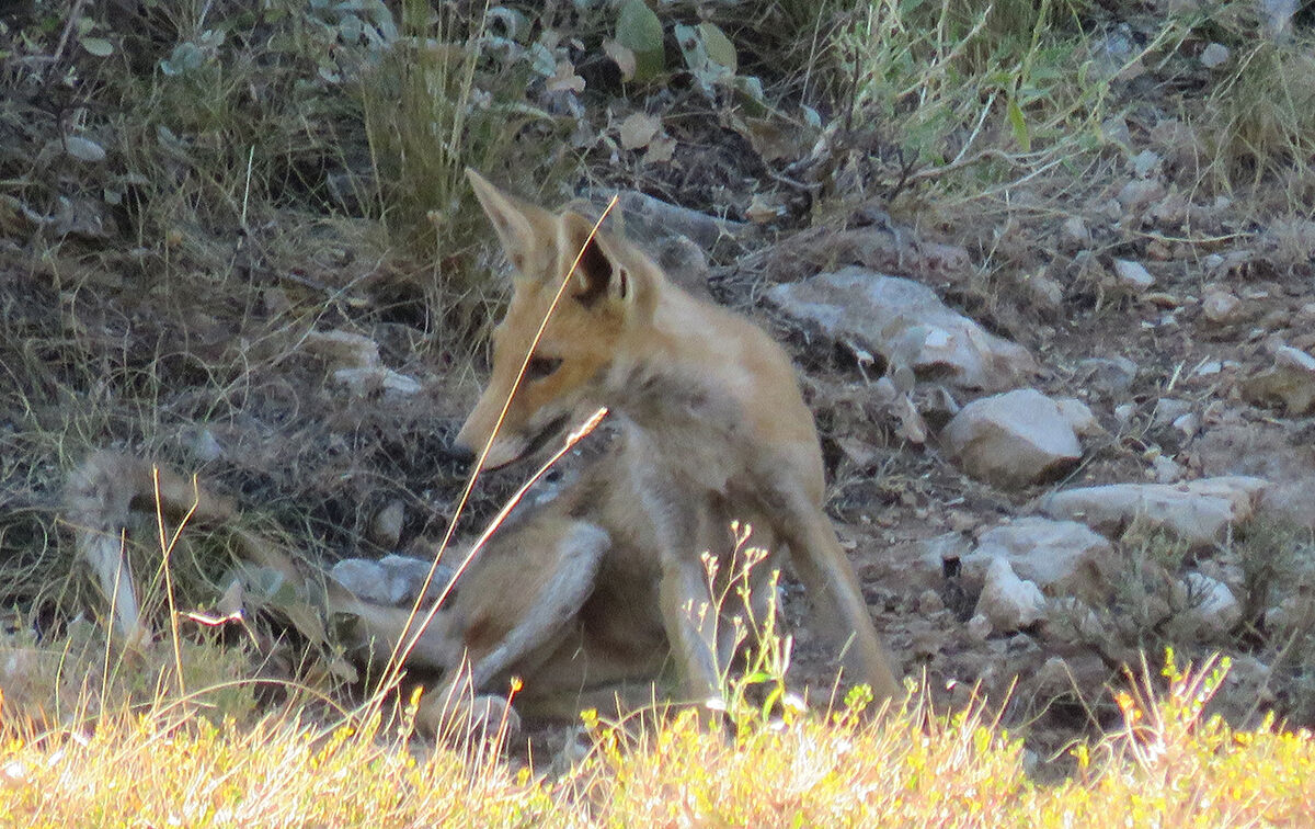 Sürü halinde geldiler, yetkililer 'Yaklaşmayın, sessiz kalın' diye uyardı - 4. Resim