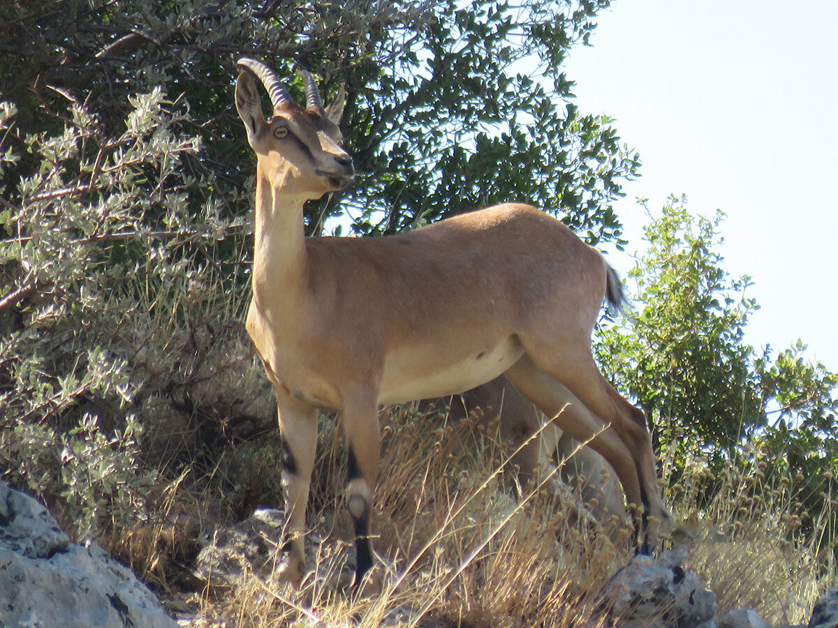 Sürü halinde geldiler, yetkililer 'Yaklaşmayın, sessiz kalın' diye uyardı - 3. Resim