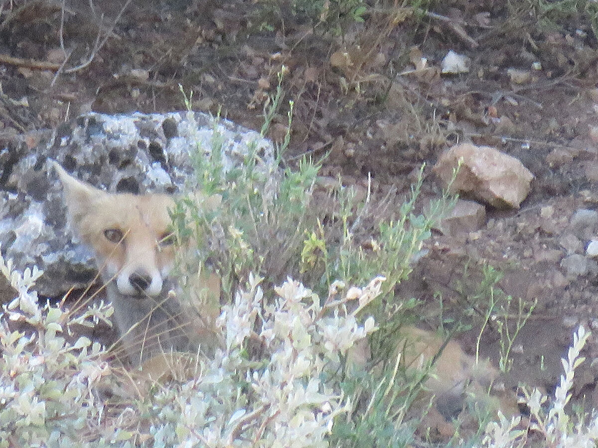 Sürü halinde geldiler, yetkililer 'Yaklaşmayın, sessiz kalın' diye uyardı - 5. Resim