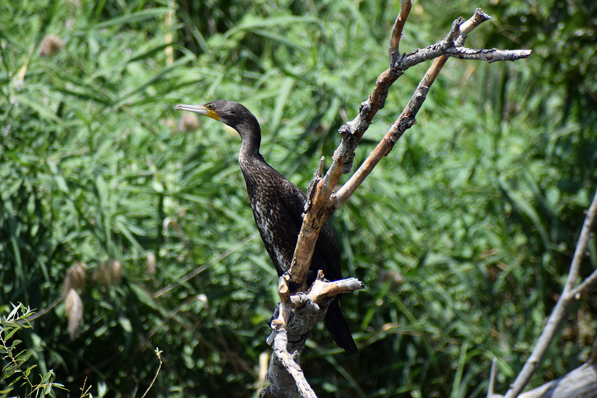 Ünlü kanyon eski güzel günlerini yaşıyor! Ziyaretler yeniden başladı - 11. Resim