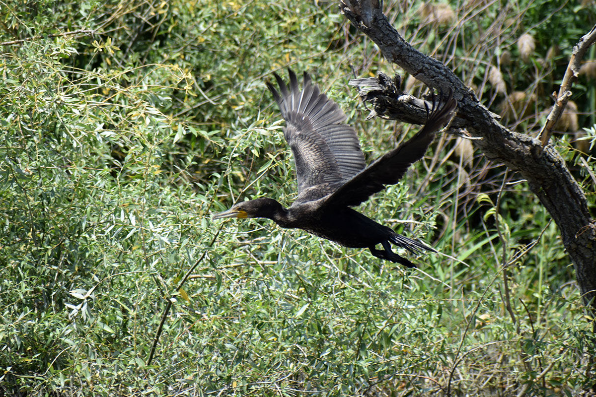 Ünlü kanyon eski güzel günlerini yaşıyor! Ziyaretler yeniden başladı - 5. Resim