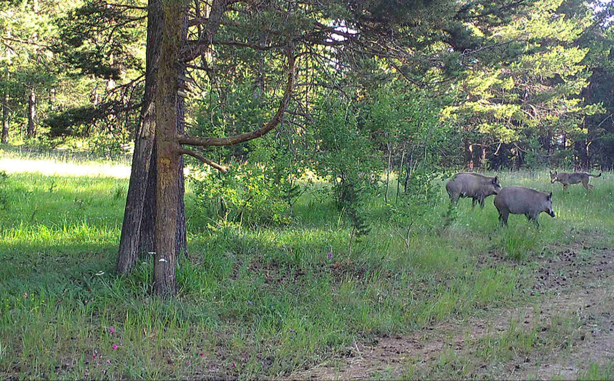 Bilim adamları incelemeye aldı: Neden hepsi aynı yerde kaşınıyor? - 4. Resim
