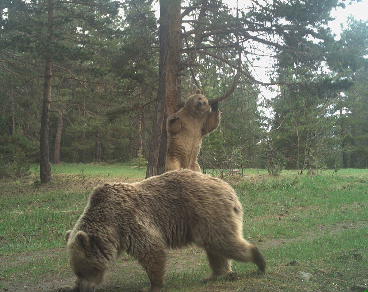 Bilim adamları incelemeye aldı: Neden hepsi aynı yerde kaşınıyor? - 3. Resim
