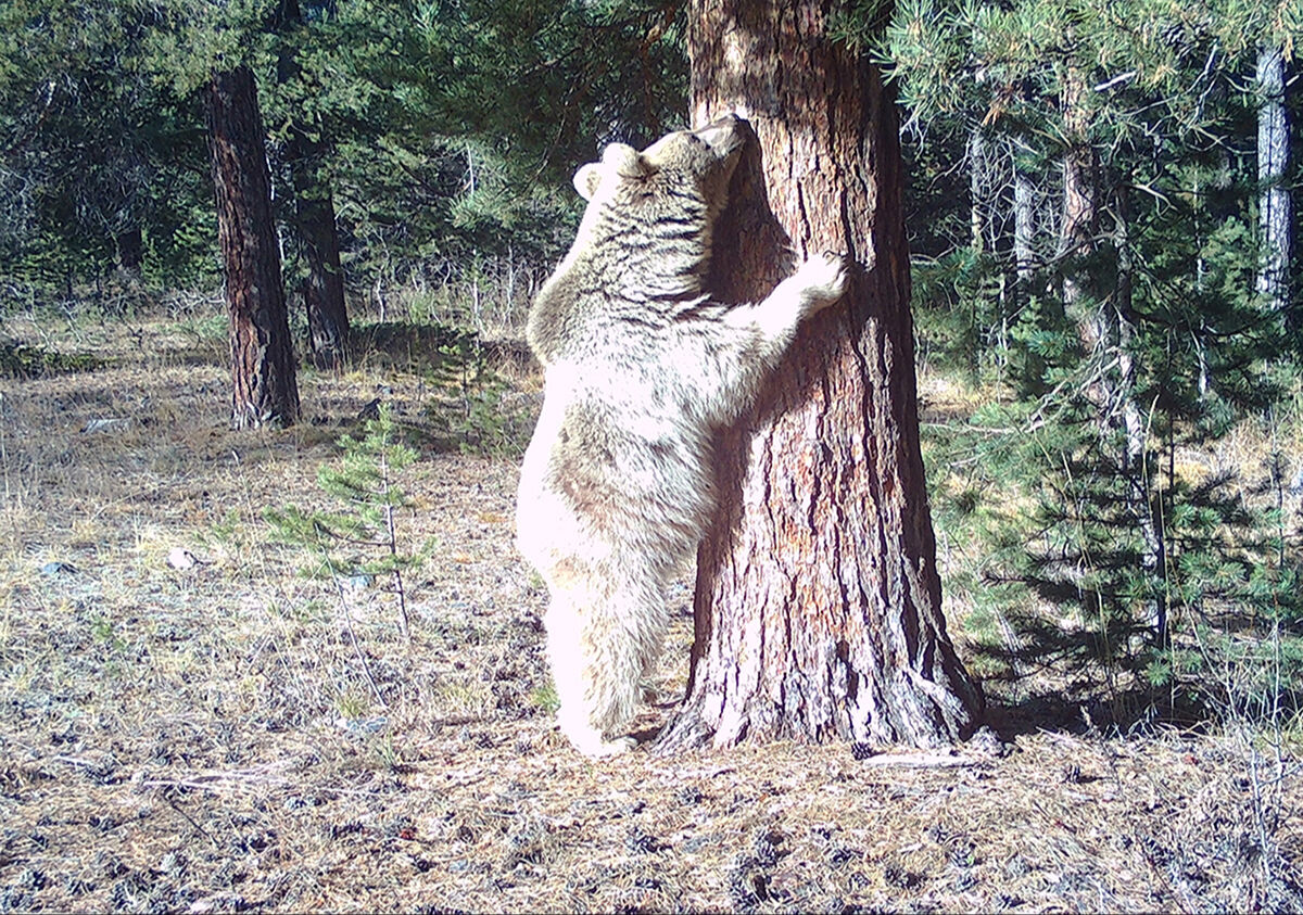 Bilim adamları incelemeye aldı: Neden hepsi aynı yerde kaşınıyor? - 6. Resim