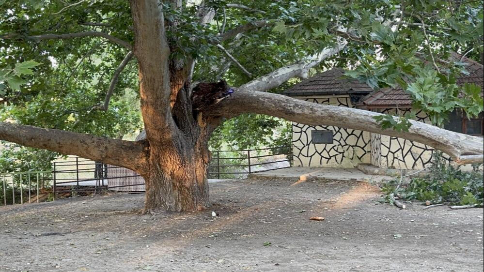 Çınar ağacının dalı piknik yapan ailenin üstüne düştü! Çok sayıda yaralı var - 2. Resim