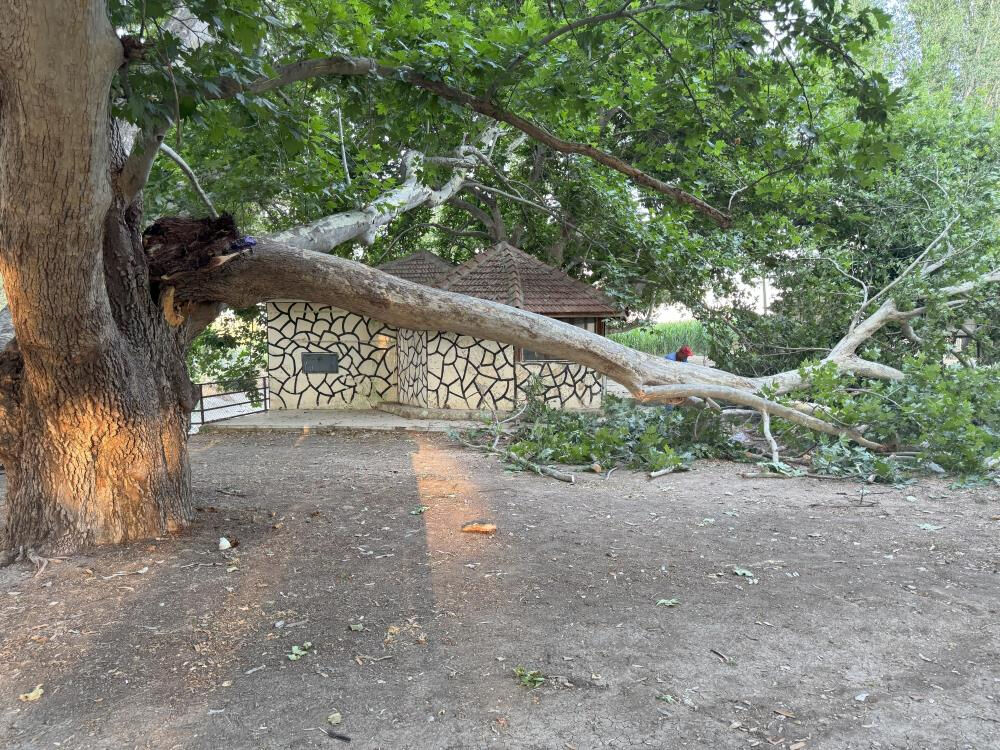 Çınar ağacının dalı piknik yapan ailenin üstüne düştü! Çok sayıda yaralı var - 1. Resim