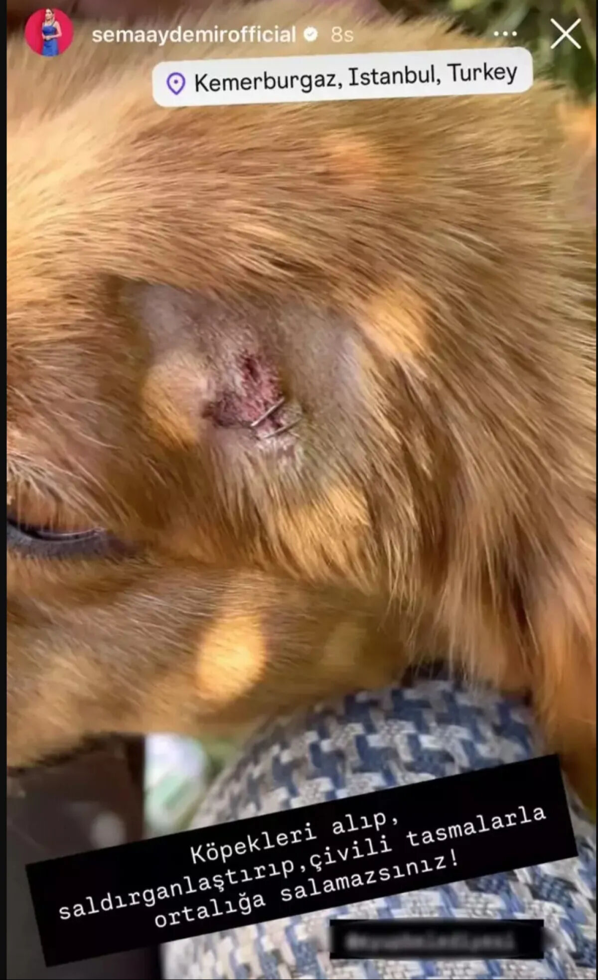 Sabah yürüyüşü kabusa döndü! Sema Aydemir'in oğlu ve köpeğinden kötü haber geldi: Kanlar içinde... - 3. Resim