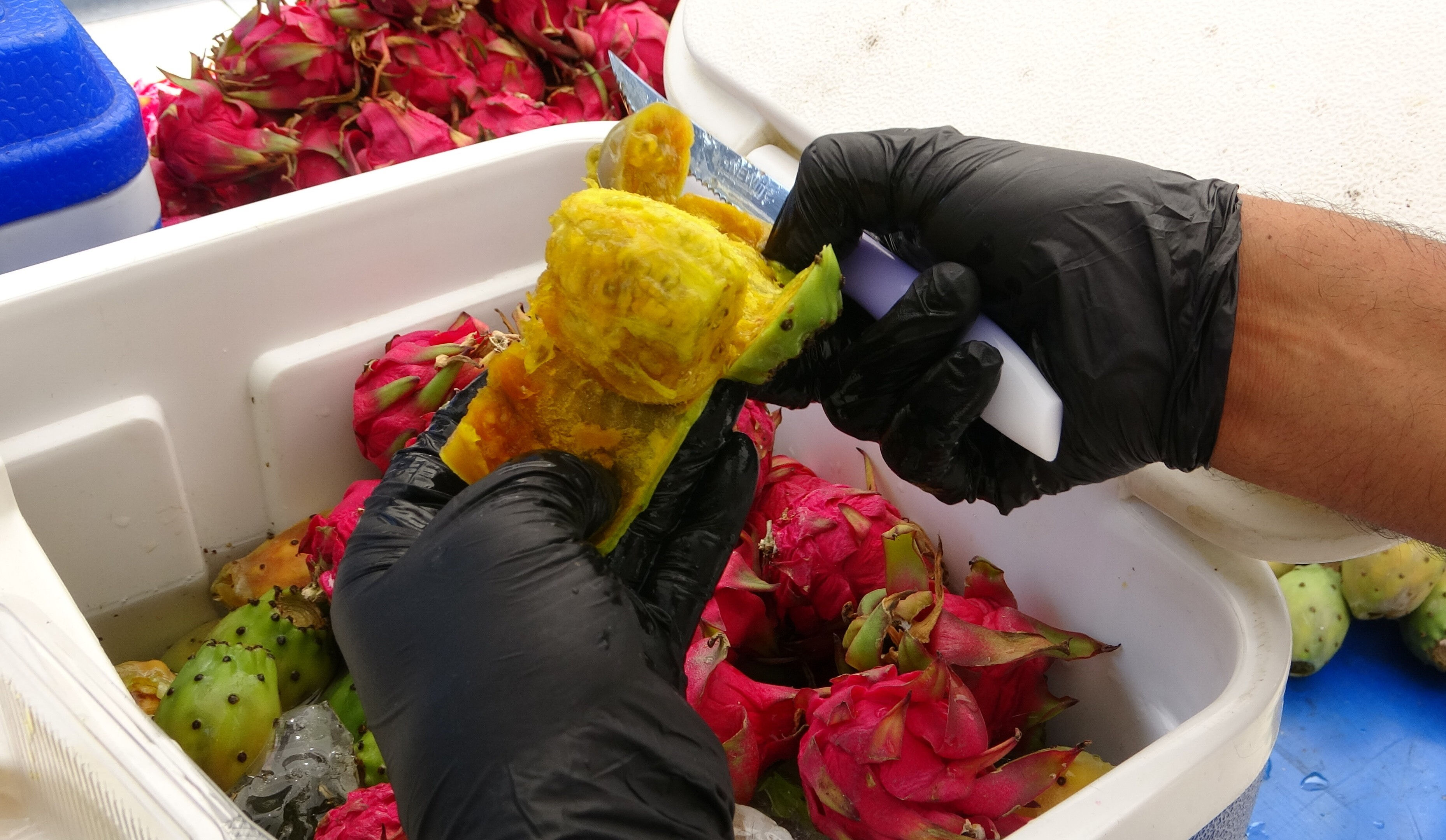 Tanesi 10 liradan satılıyor, esnaf talebe yetişemiyor! Kuzey Afrika'nın en sevilen 'dikenli' meyvesi Türkiye'de Tanesi 10 liradan satılıyor, esnaf talebe yetişemiyor! Kuzey Afrika'nın en sevilen 'dikenli' meyvesi Türkiye'de - 3. Resim