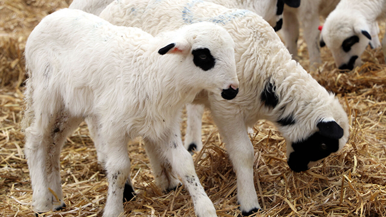 TİGEM duyurdu! 3 bin 550 kuzu satışa çıkarılıyor - 1. Resim