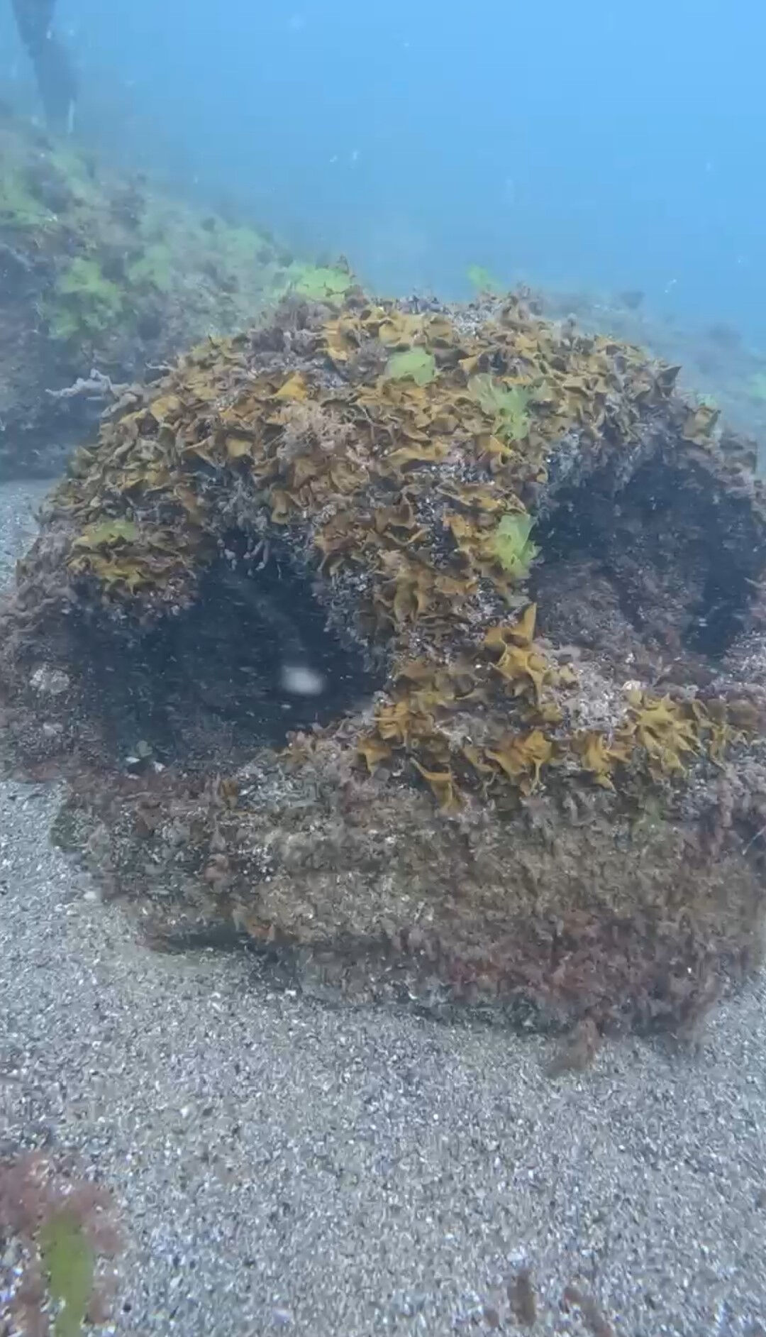 Denizde görenler hemen ekiplere haber verdi! SAS komandoları anında imha etti - 2. Resim