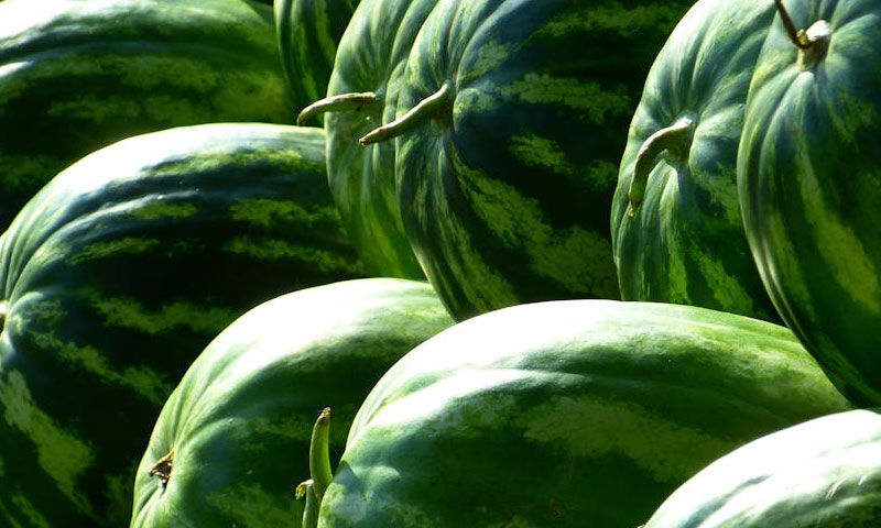 Dikkat, zehirleyebilir! ‘Karpuzu kesmeden önce yıkayın’ uyarısı… - 2. Resim