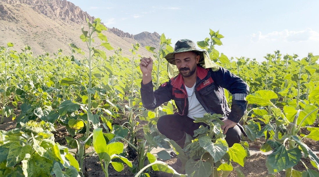 Erzincanlı çiftçilerden tarla müdafaası! Önce izleri fark ettiler, görünce inanamadılar - 1. Resim