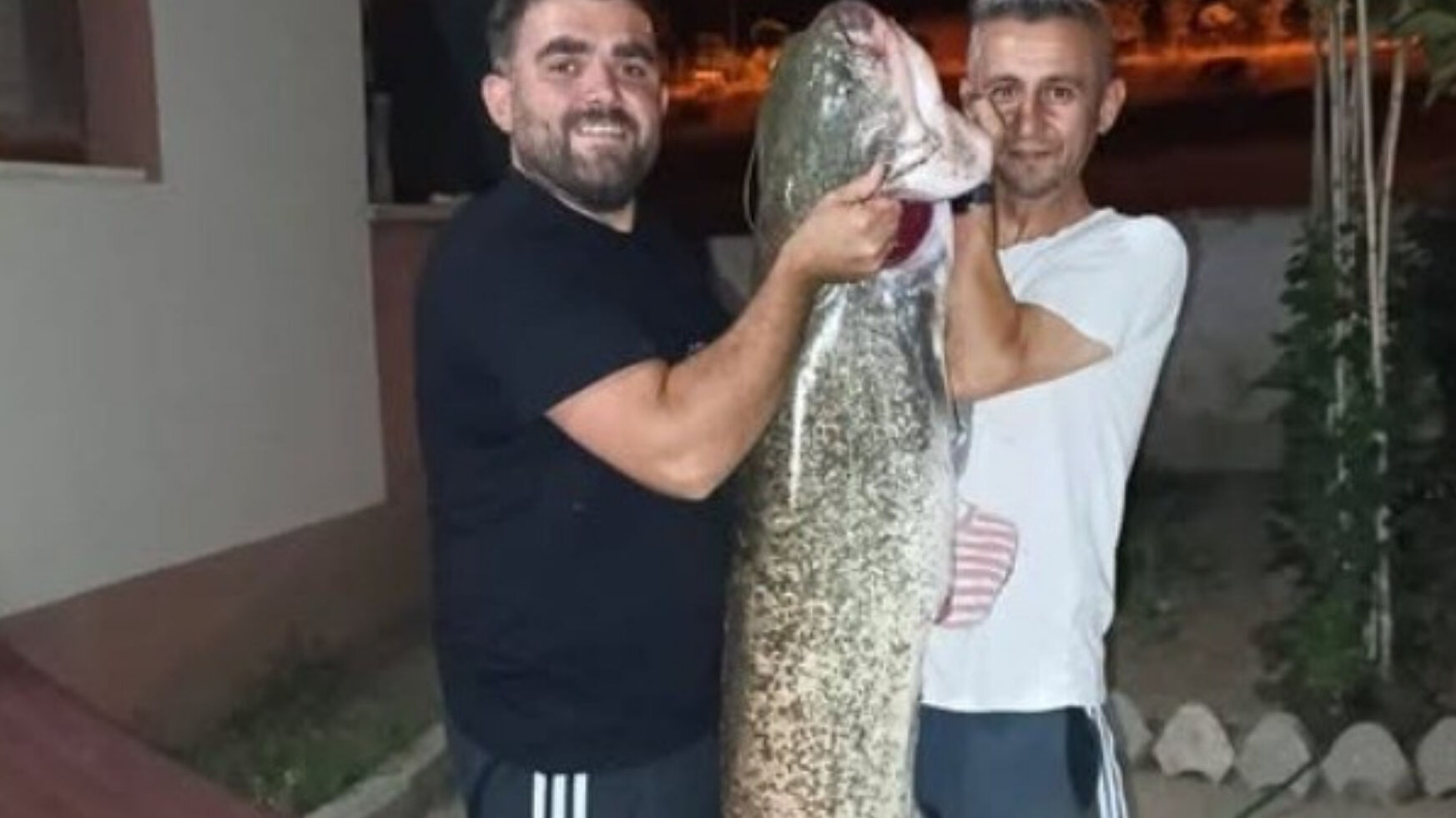Sakarya Nehri'nde bir dev! Amatör balıkçılar yakaladı, neredeyse 2 metre - 1. Resim