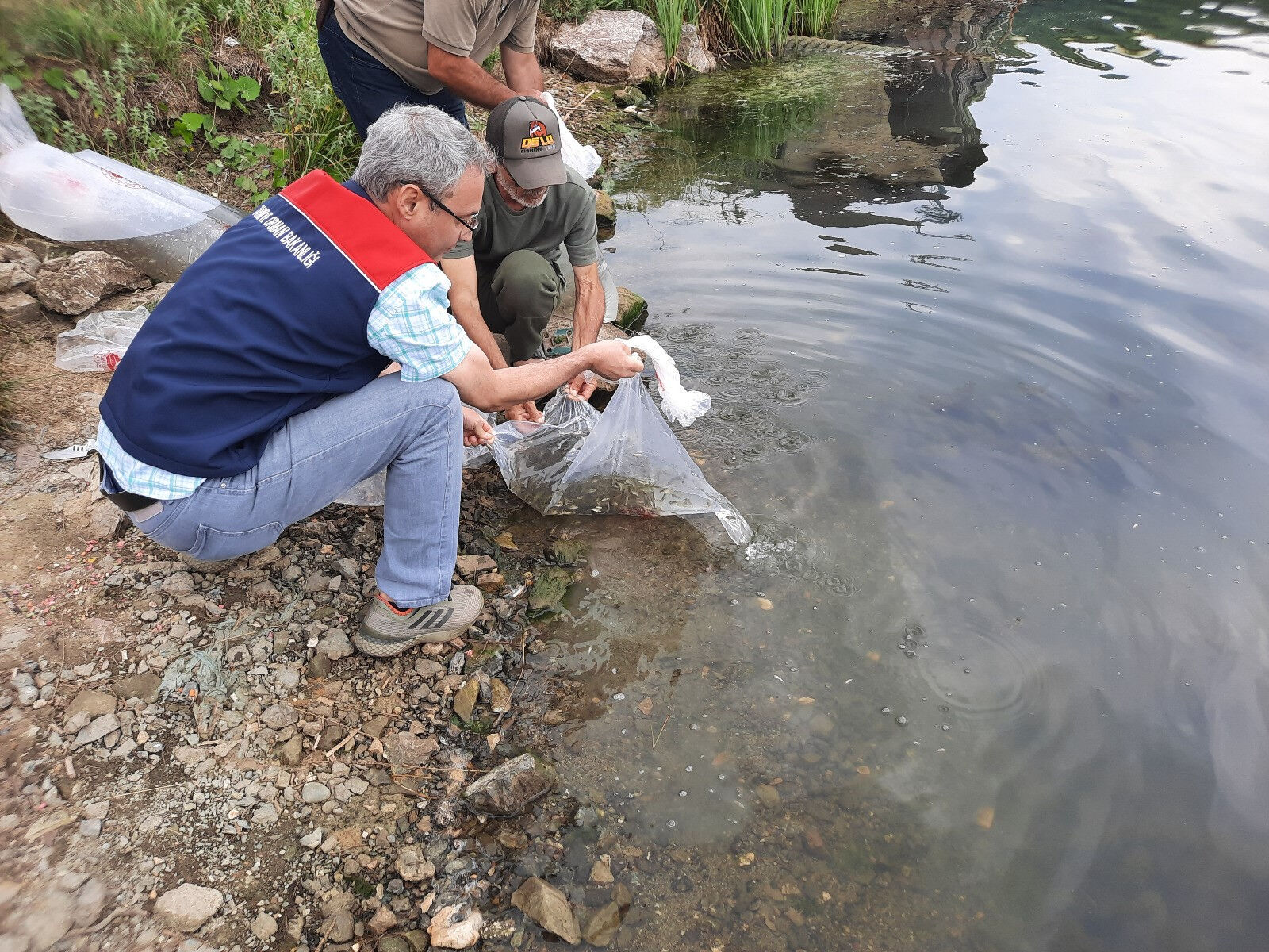 Topuk Yaylası'na 100 bin sazan! Ekosistem korunacak, ekonomiye katkı artacak - 1. Resim