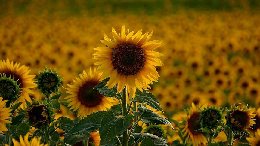 Yağış gelmezse tarımdan vazgeçilecek! Trakya'nın gözbebeği büyük risk altında - 2. Resim