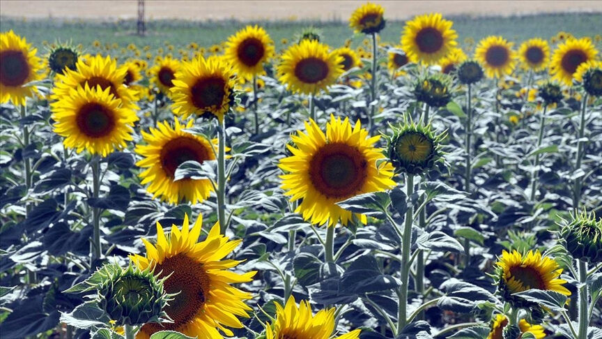 Yağış gelmezse tarımdan vazgeçilecek! Trakya'nın gözbebeği büyük risk altında - 1. Resim