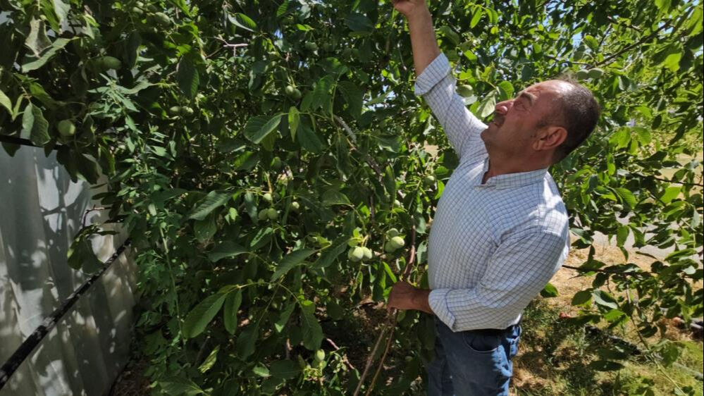 Adı d&uuml;nya &ccedil;apında duyuldu, Bitlis'te yetişiyor! Kabuğu ince, taneleri iri, yağ oranı y&uuml;ksek... - 3. Resim