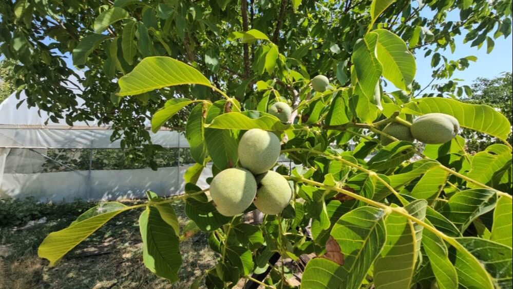 Adı d&uuml;nya &ccedil;apında duyuldu, Bitlis'te yetişiyor! Kabuğu ince, taneleri iri, yağ oranı y&uuml;ksek... - 1. Resim