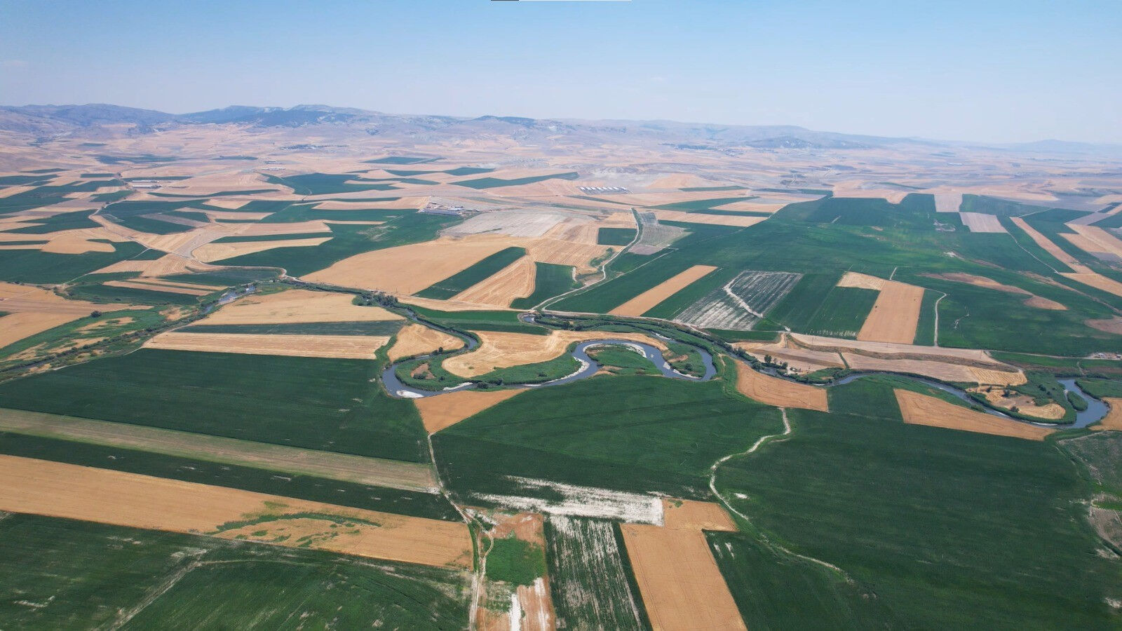 Aşırı sıcaklar çiftçiyi vurdu! Zararları katlanıyor, hastalık da cabası... - 1. Resim